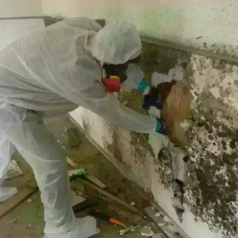 Mold Remediation and Removal in Cooke County, TX